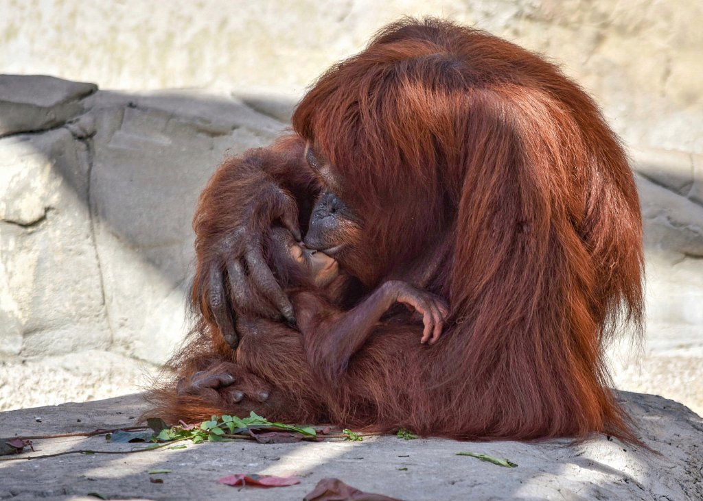 Zoo Tampa at Lowry Park