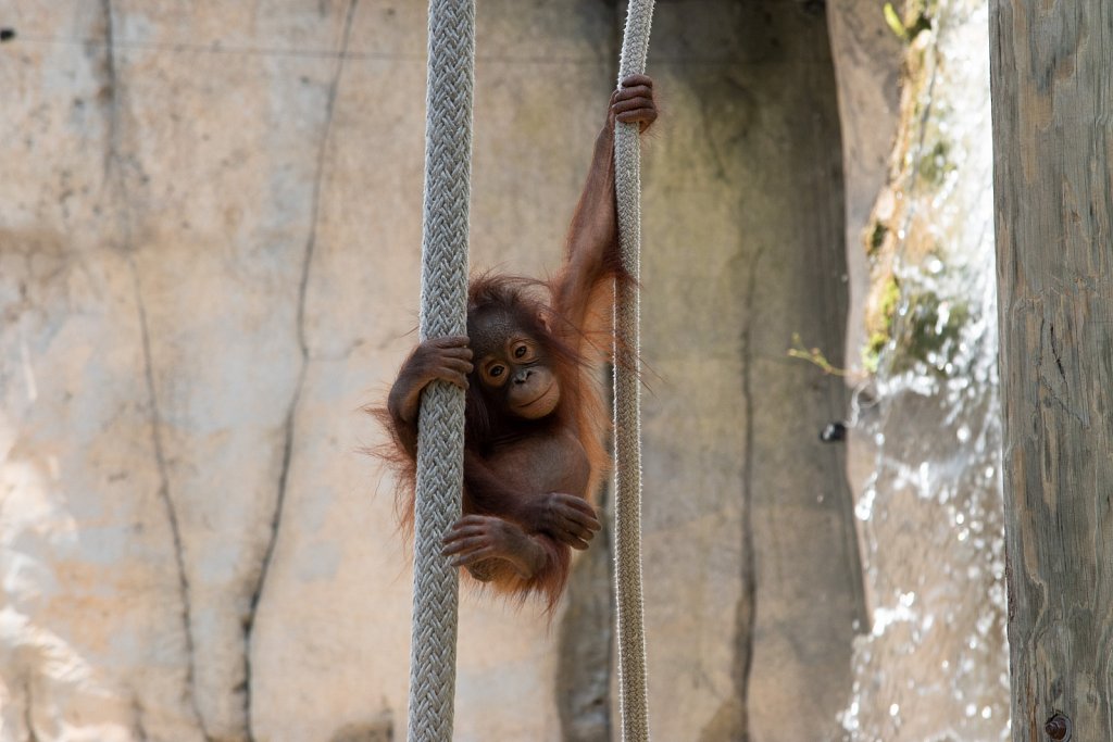 Zoo Tampa at Lowry Park