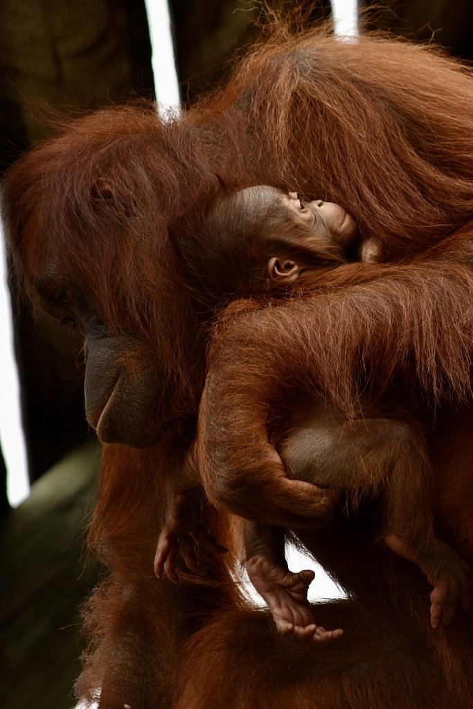 Zoo Tampa at Lowry Park